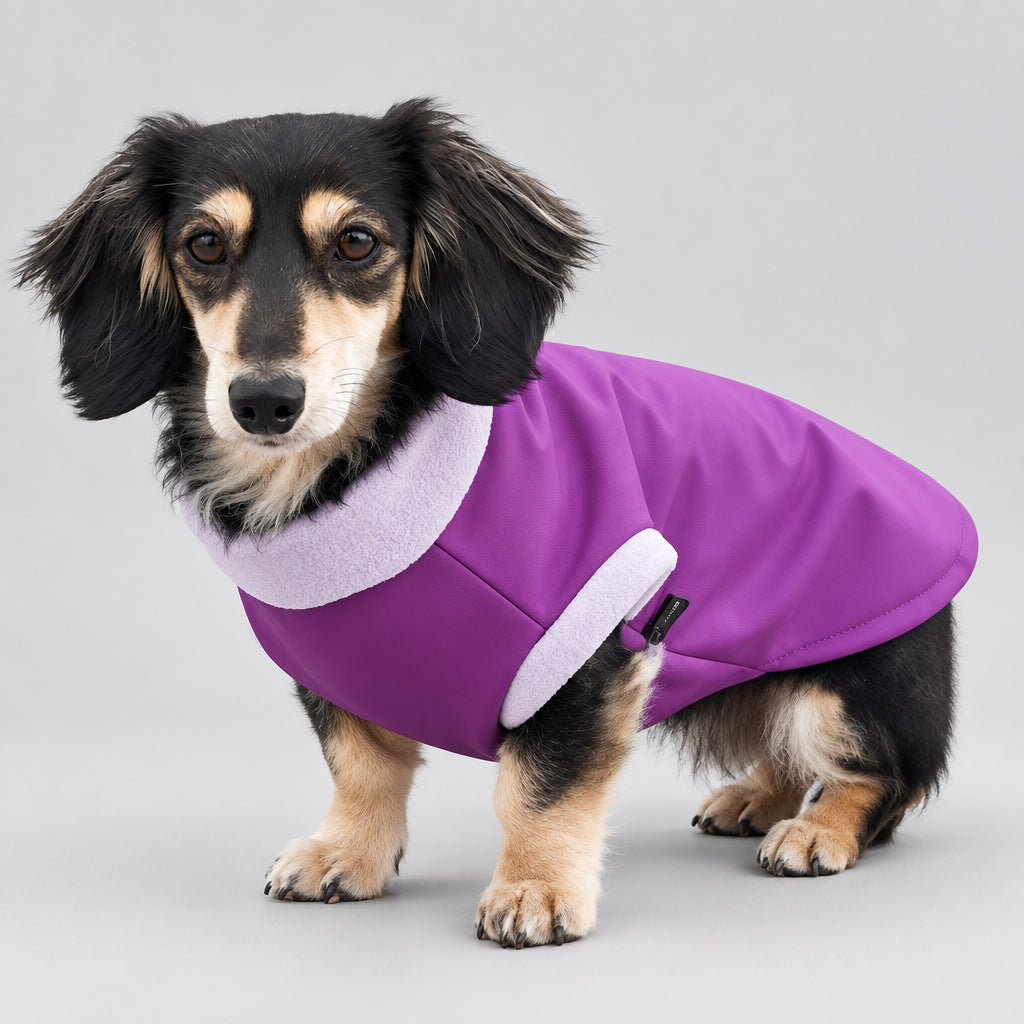 A dachshund wearing a purple dog jacket with a light purple collar, photographed against a neutral light gray studio background.
