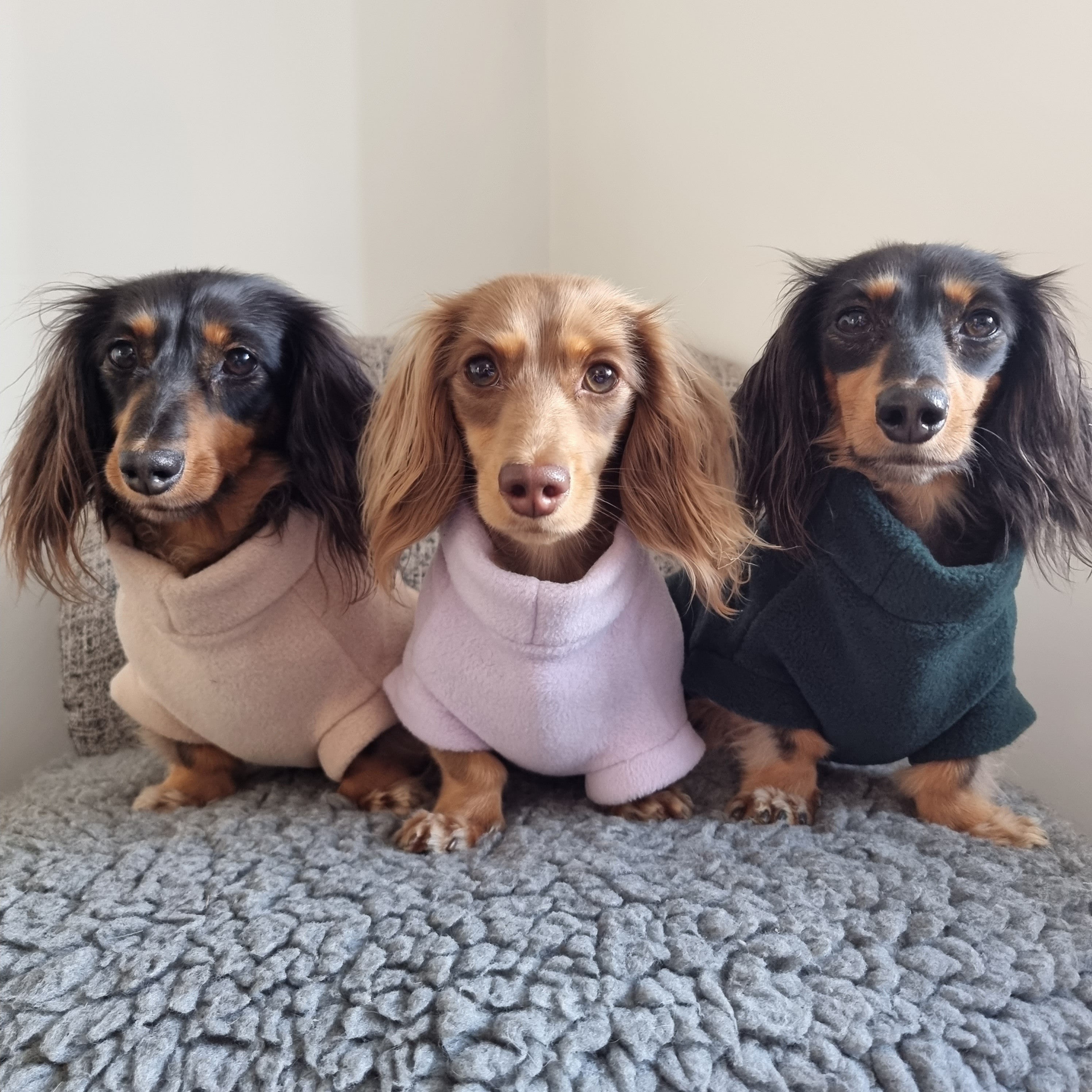 Three Dachshunds wearing fleece jumpers in beige, pink, and green colours, sitting on a grey textured surface.