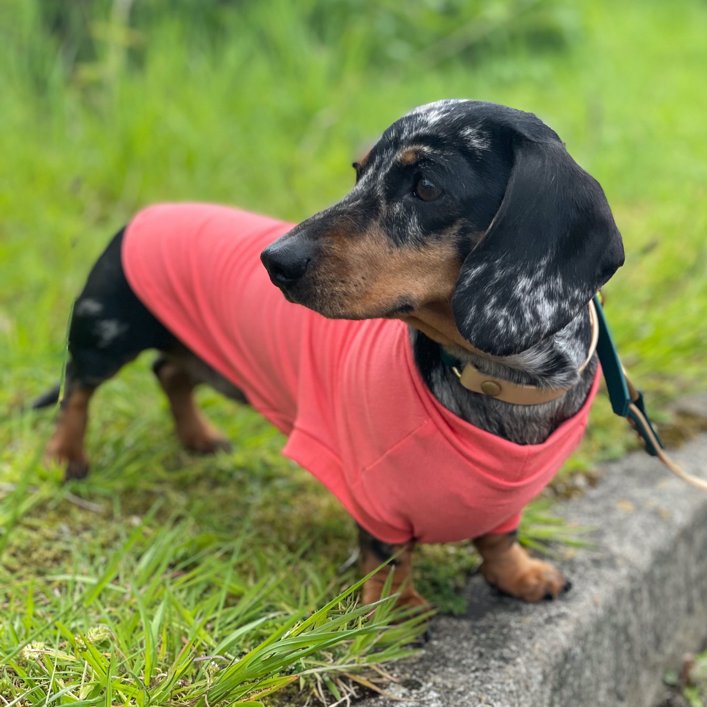 Dachshund dog in a bamboo cooling t-shirt in a grass field