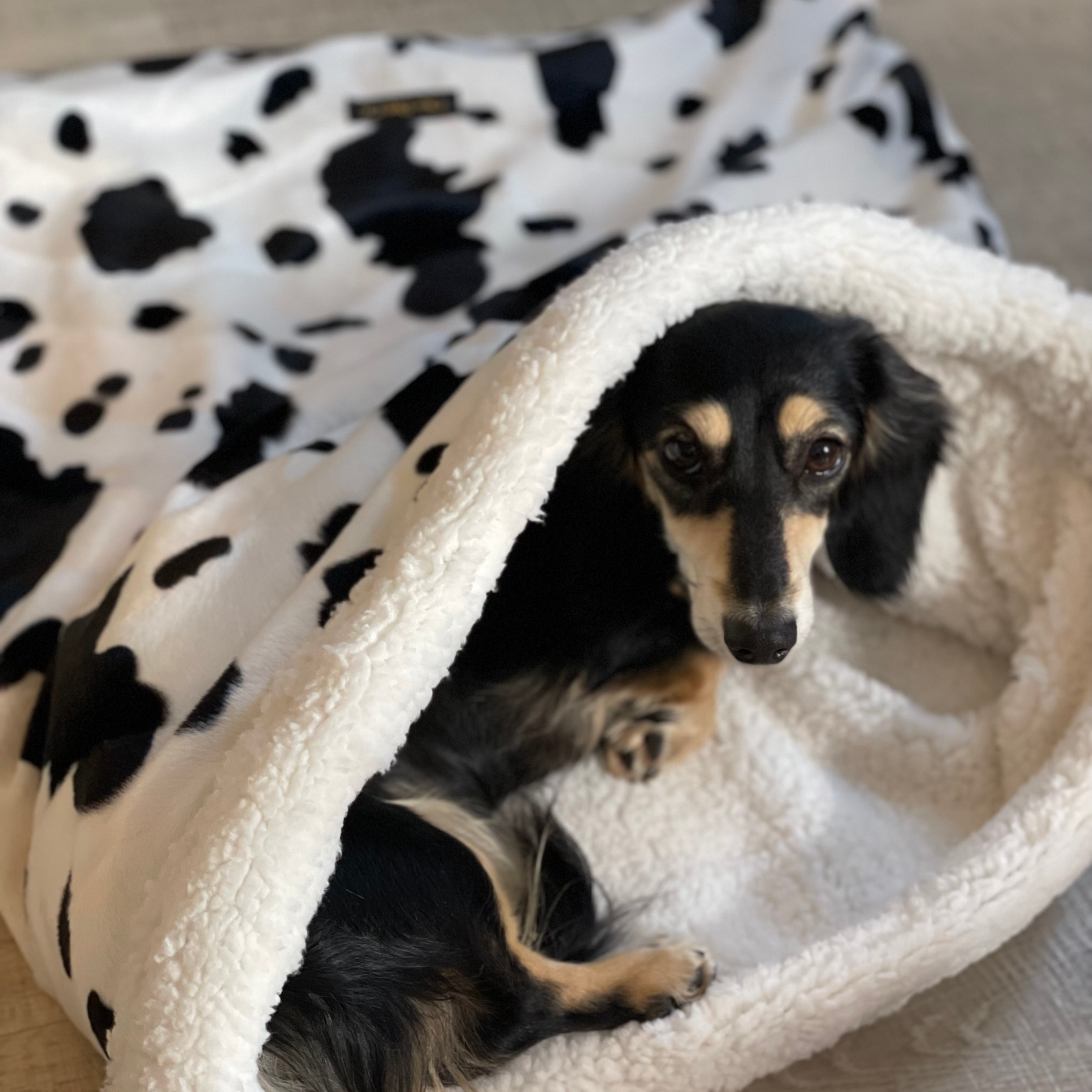 cow print bed