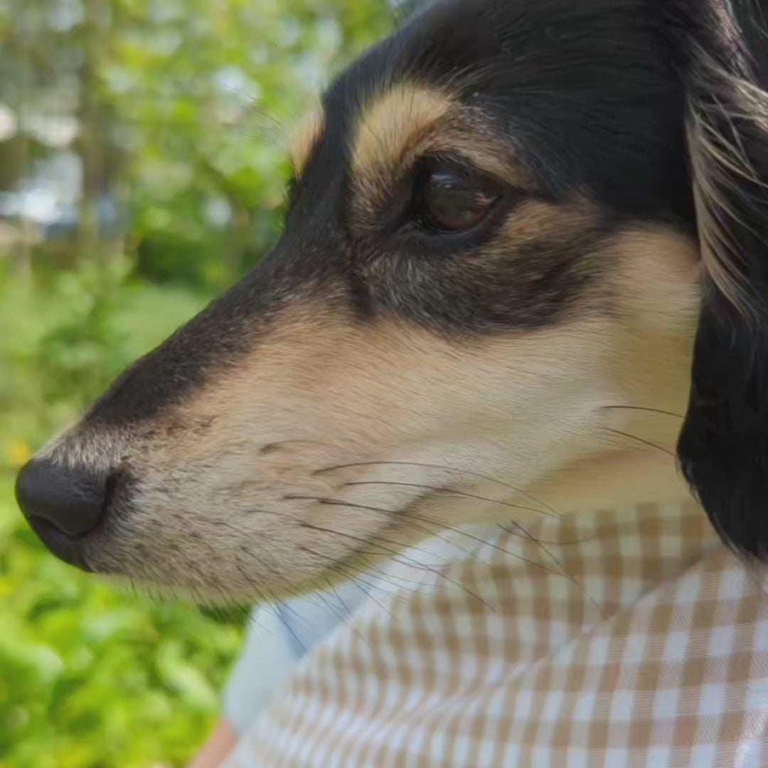 Dachshund in our summer sling range