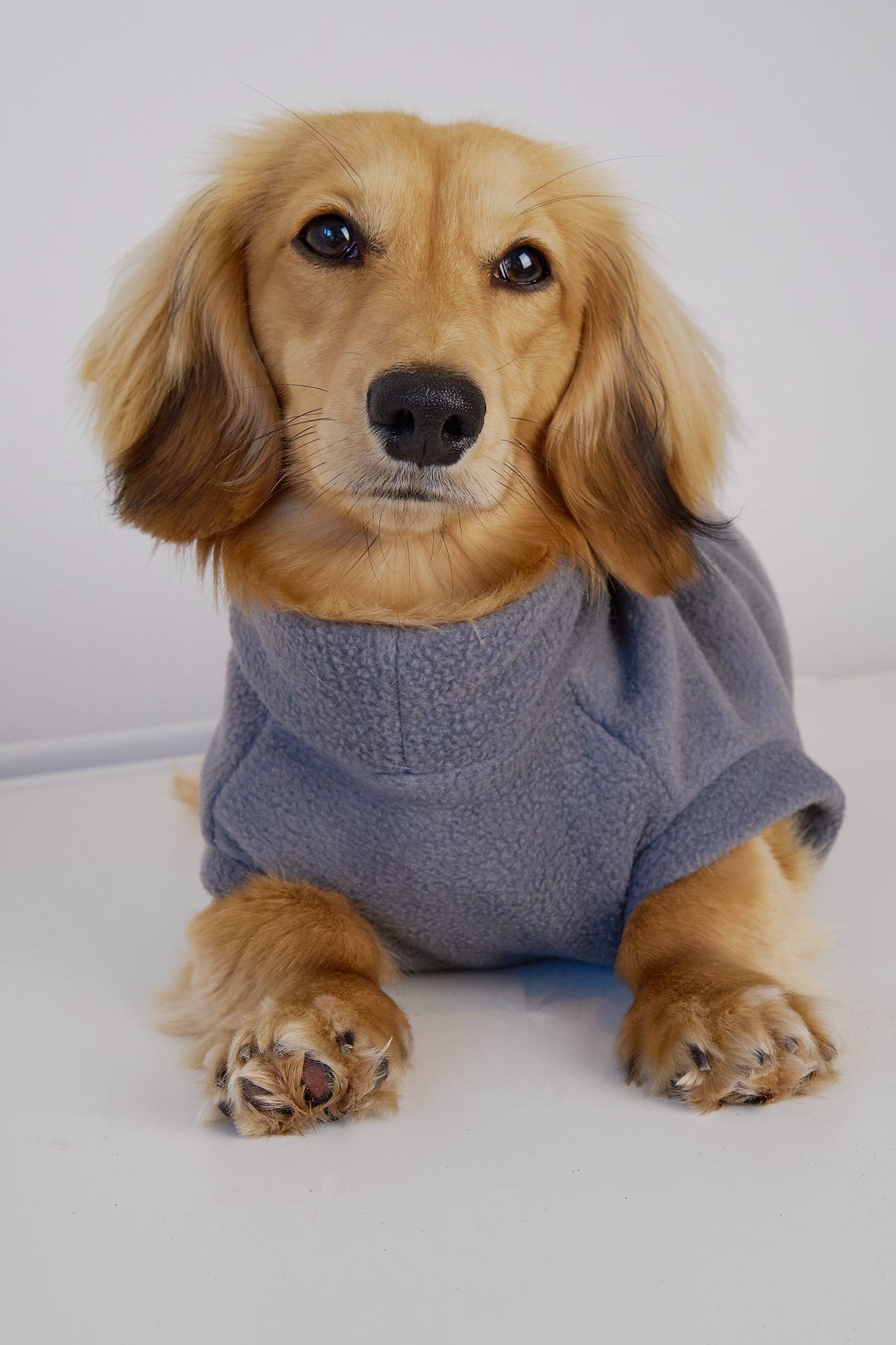 Why Chic Pup’s Dachshund Jumpers and Coats Are a Must-Have for Your Sausage Dog