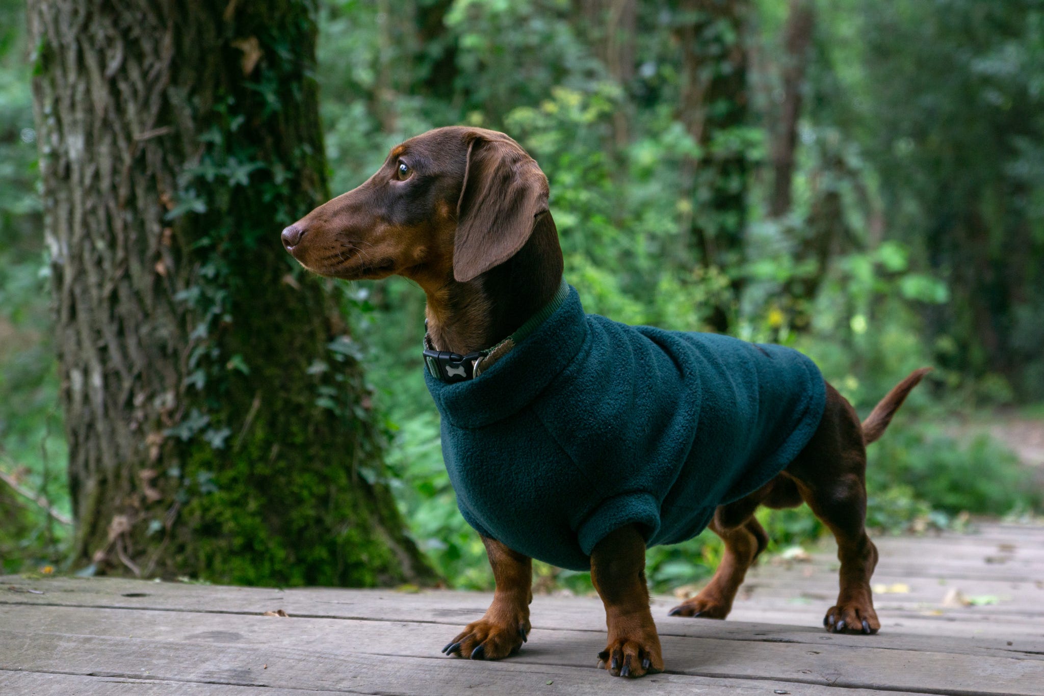 Stay Stylish and Snug with Dachshund Jumpers from Chic Pup Co