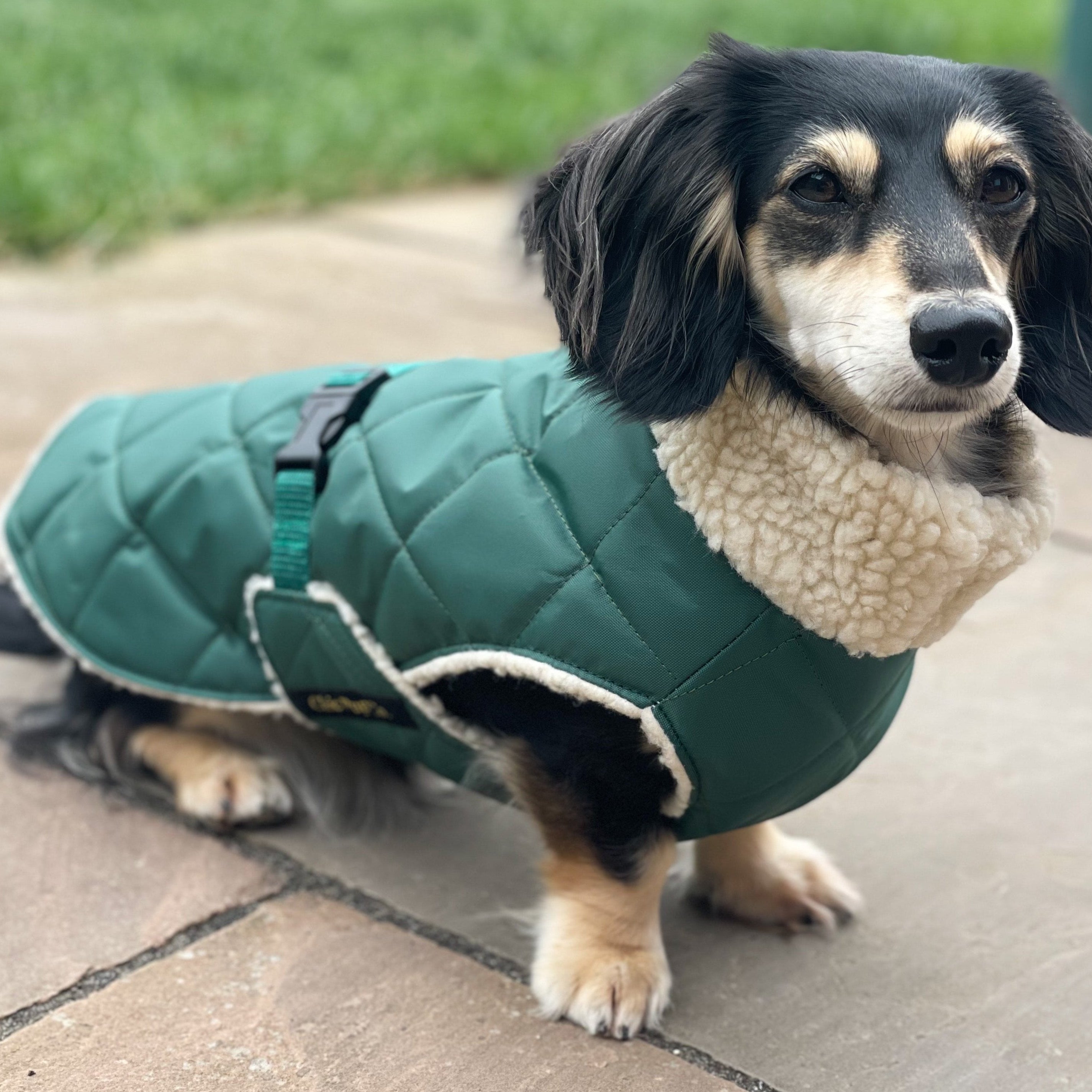 The Ultimate Guide to Stylish and Comfortable Dog Walks