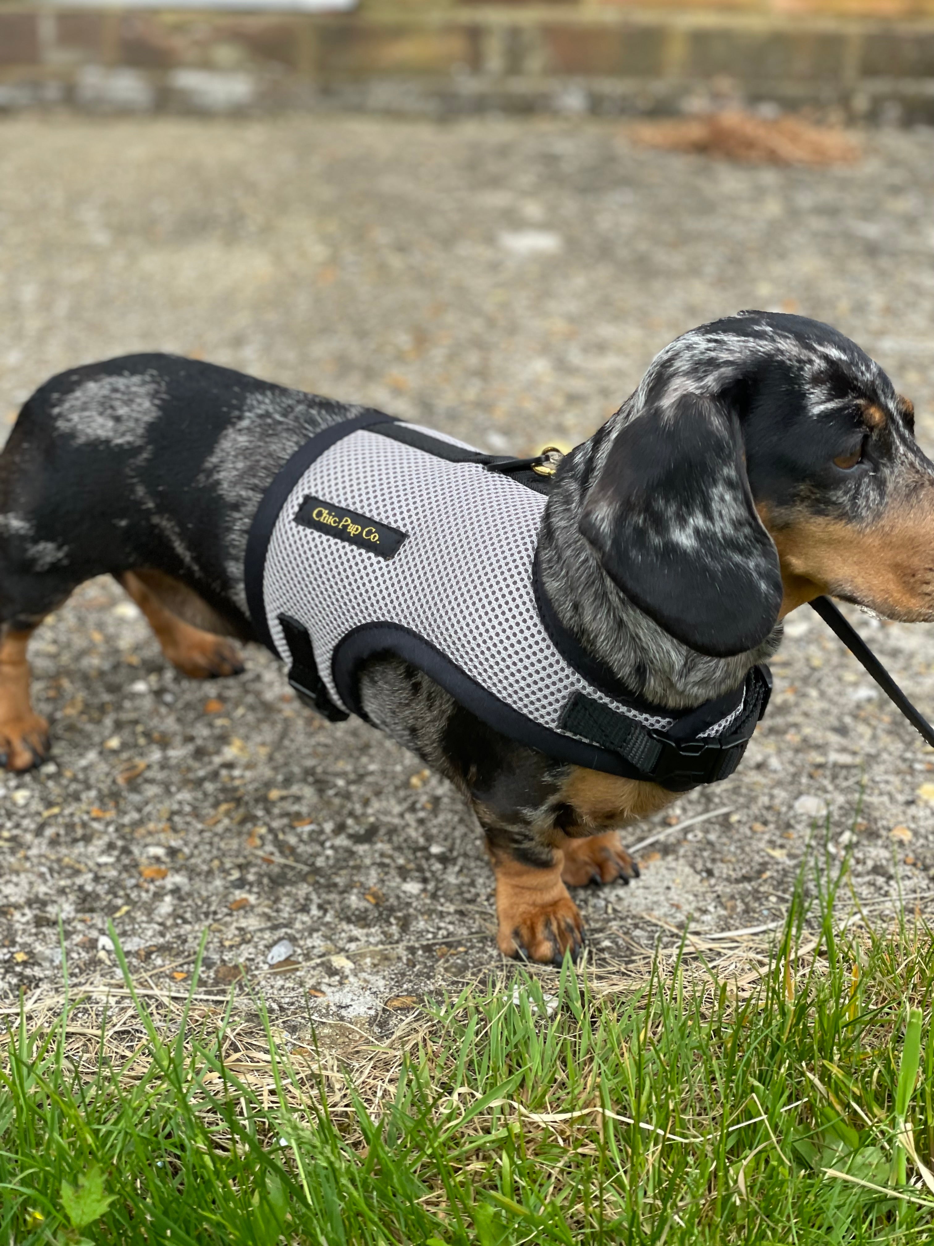 Introducing Our New Dachshund No Rub Harnesses: A Solution for Happy and Comfortable Pups!