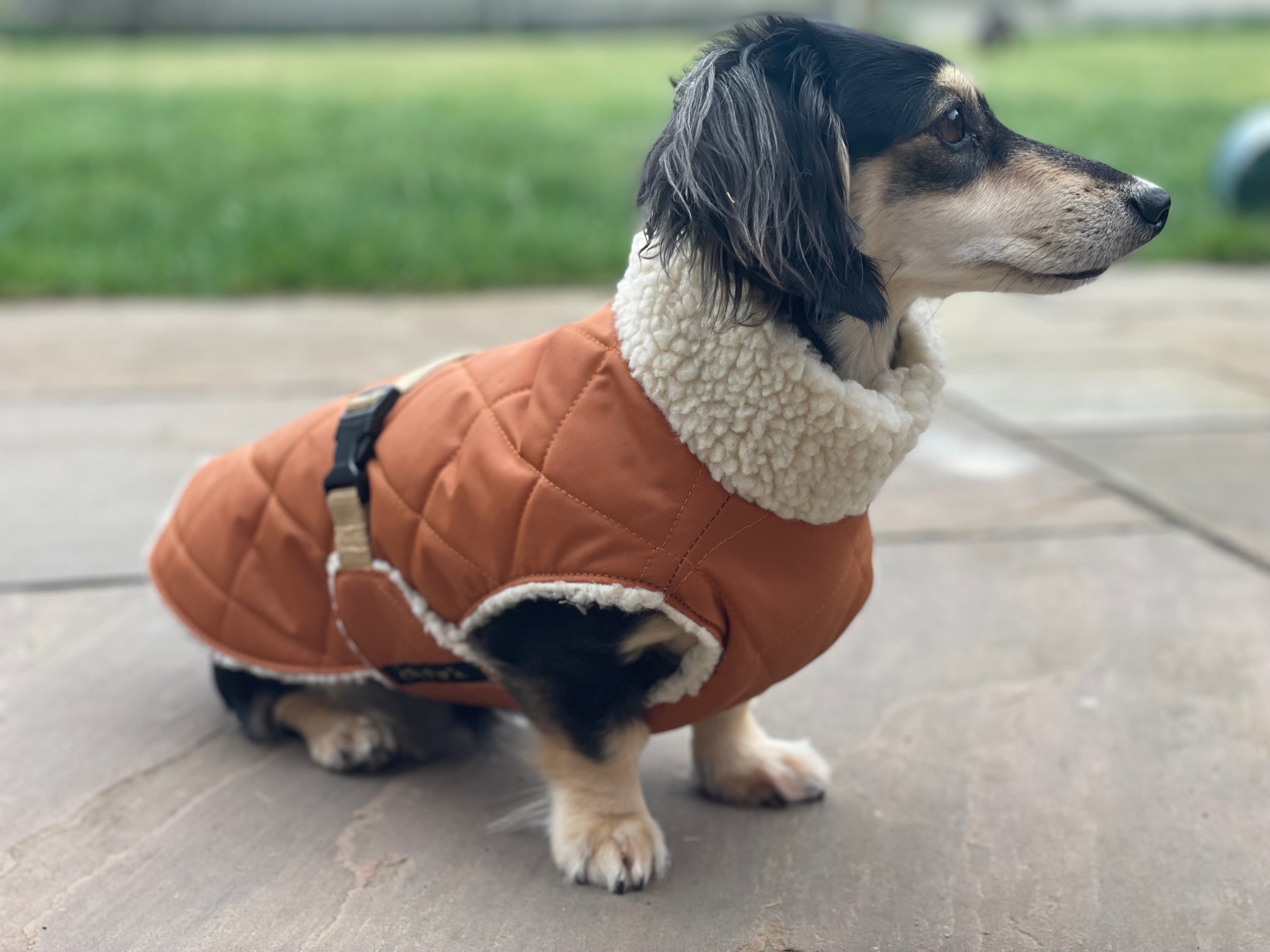 Introducing Chic Pup Co.'s Newest Dachshund Coat: The Quilted Sherpa Dapper