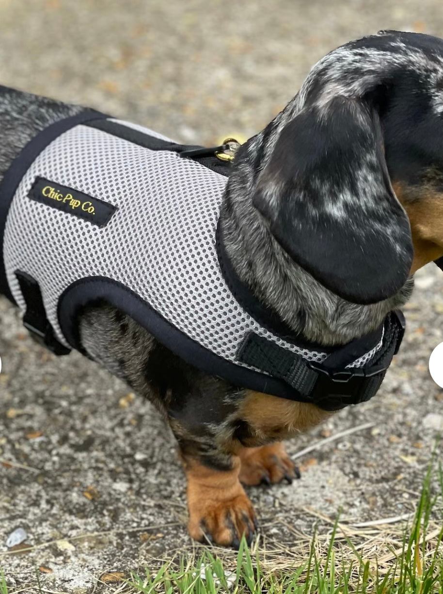 The Best Rub-Free Dachshund Harness Just Got Better – Now With Custom Embroidery!