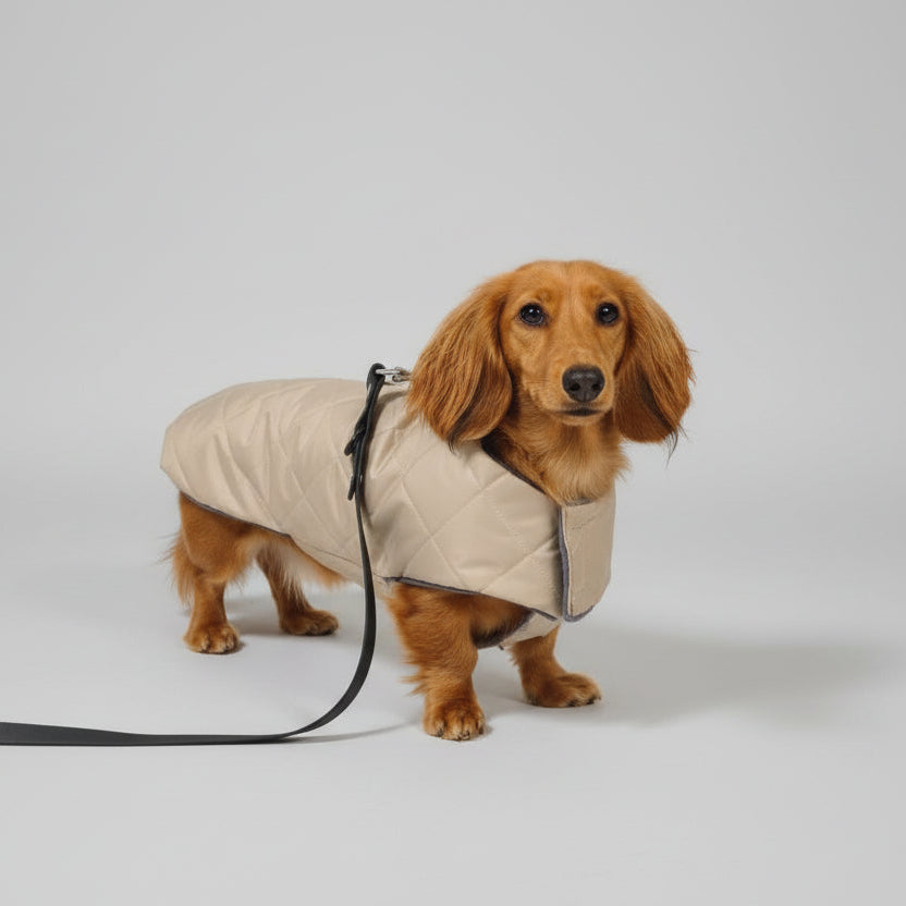 Dachshund wearing a fitted coat