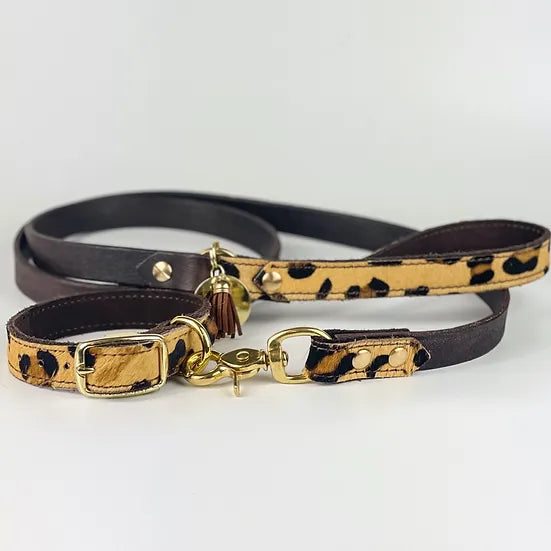 What Kind Of Dog Lead Is Best For Dachshunds?