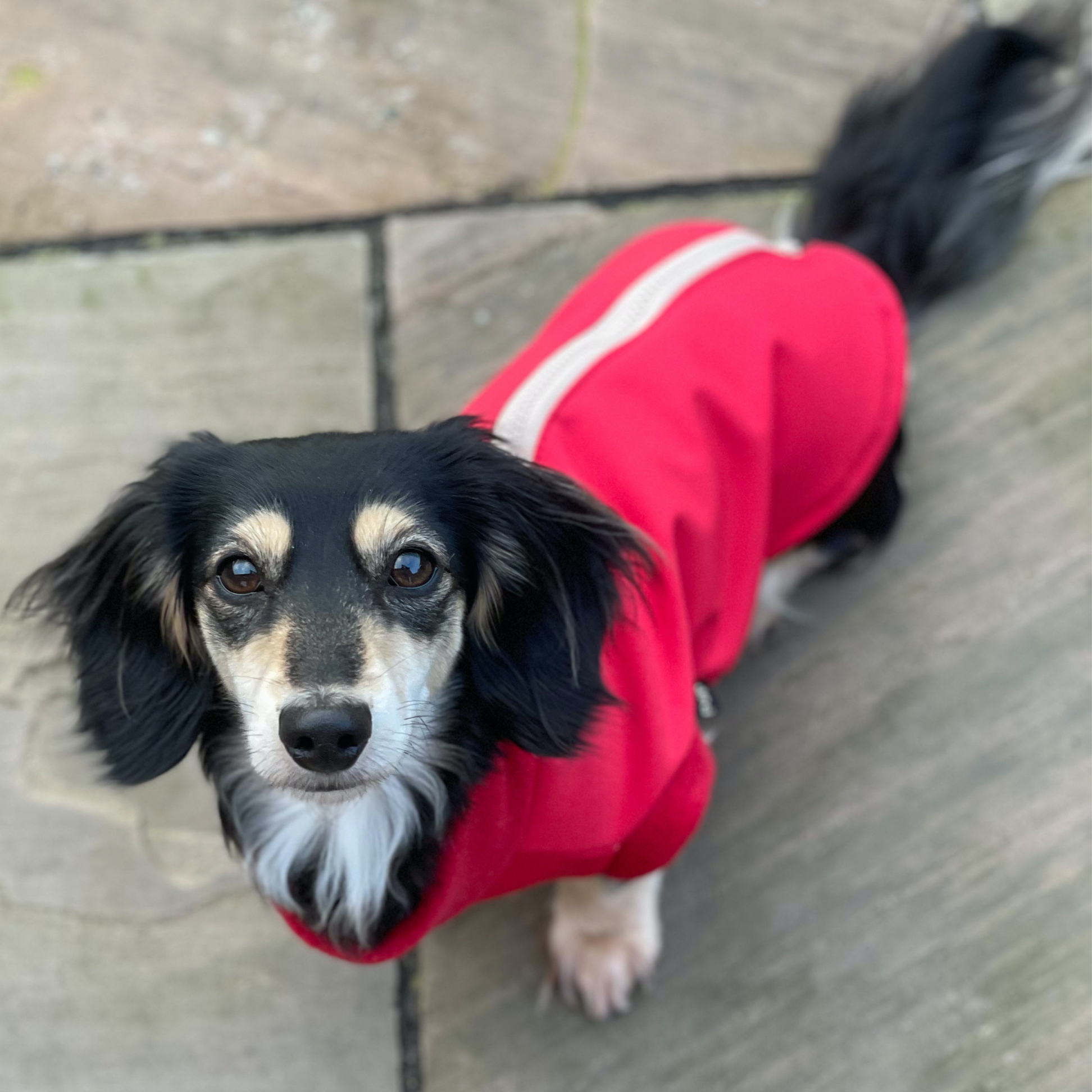 Embrace the Rain with Chic Pup Co's Newest Dachshund Products