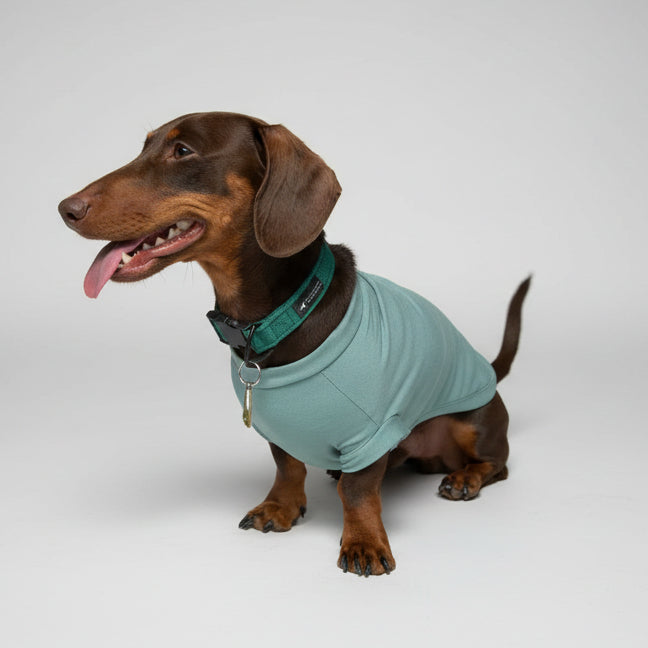 Small dog in a bamboo cooling t-shirt for hot weather