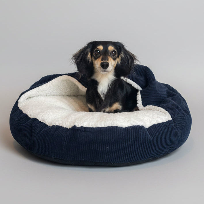 Small dog in a navy cave dog bed