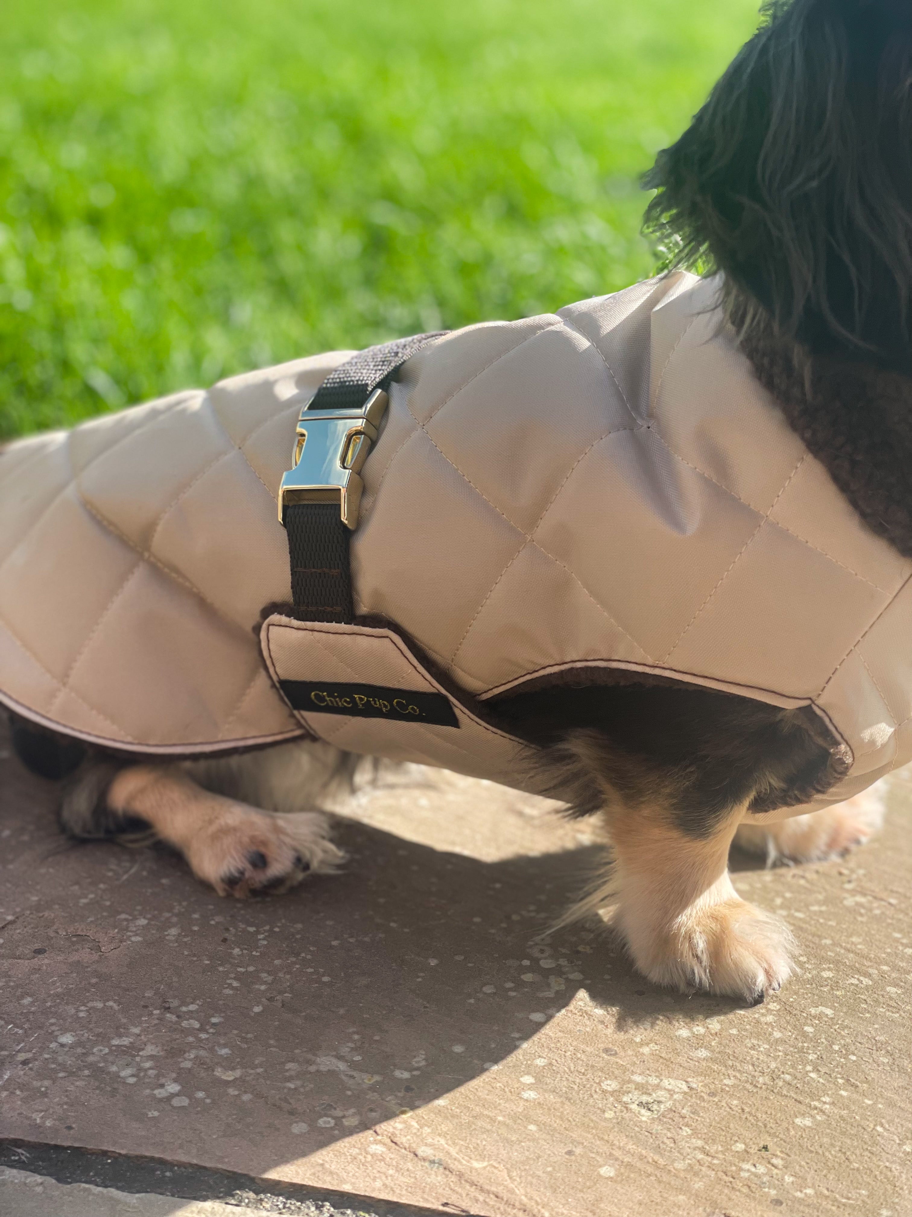 Dachshund dog in a waterproof sausage dog coat