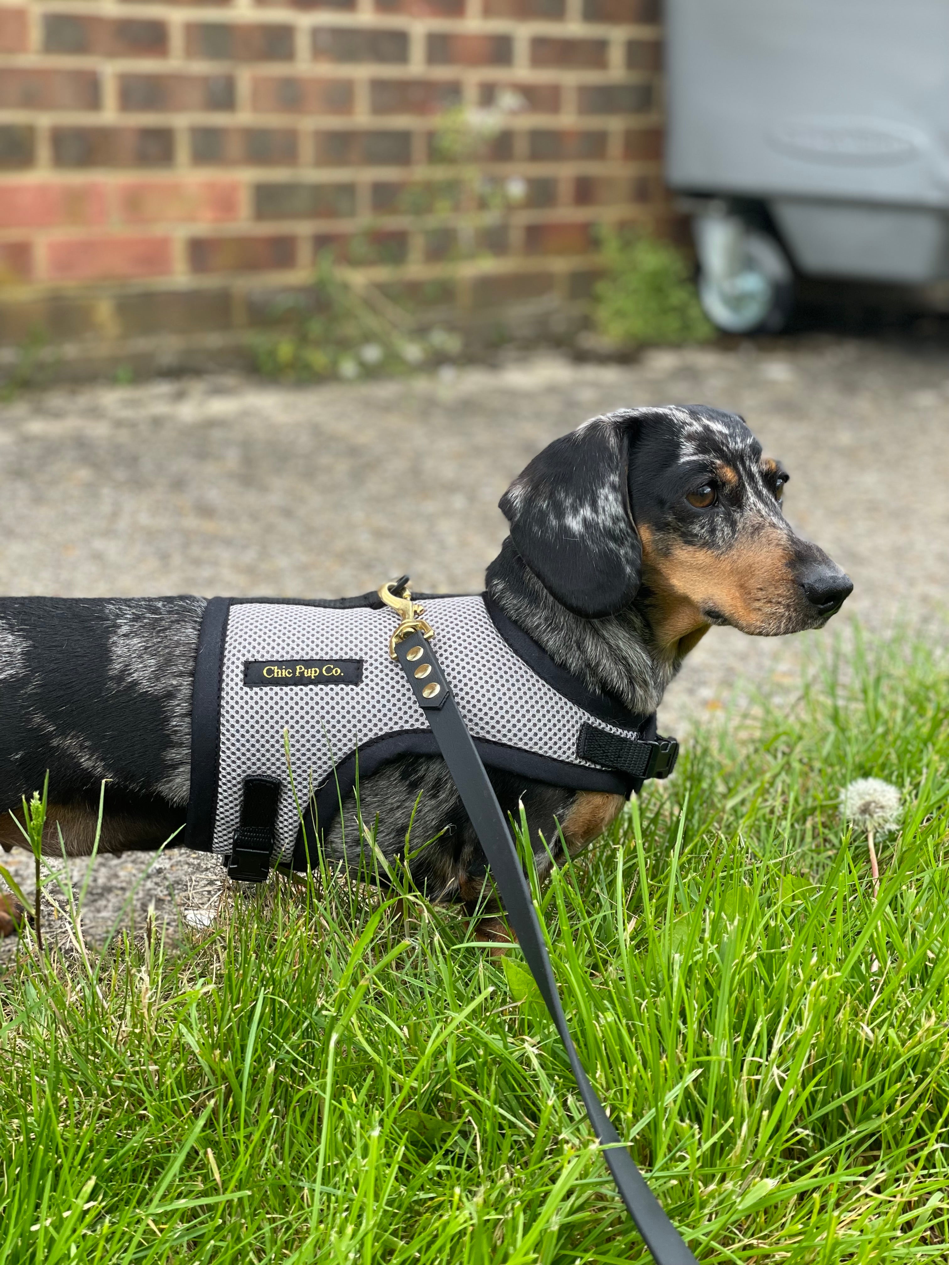 Dachshund car harness best sale