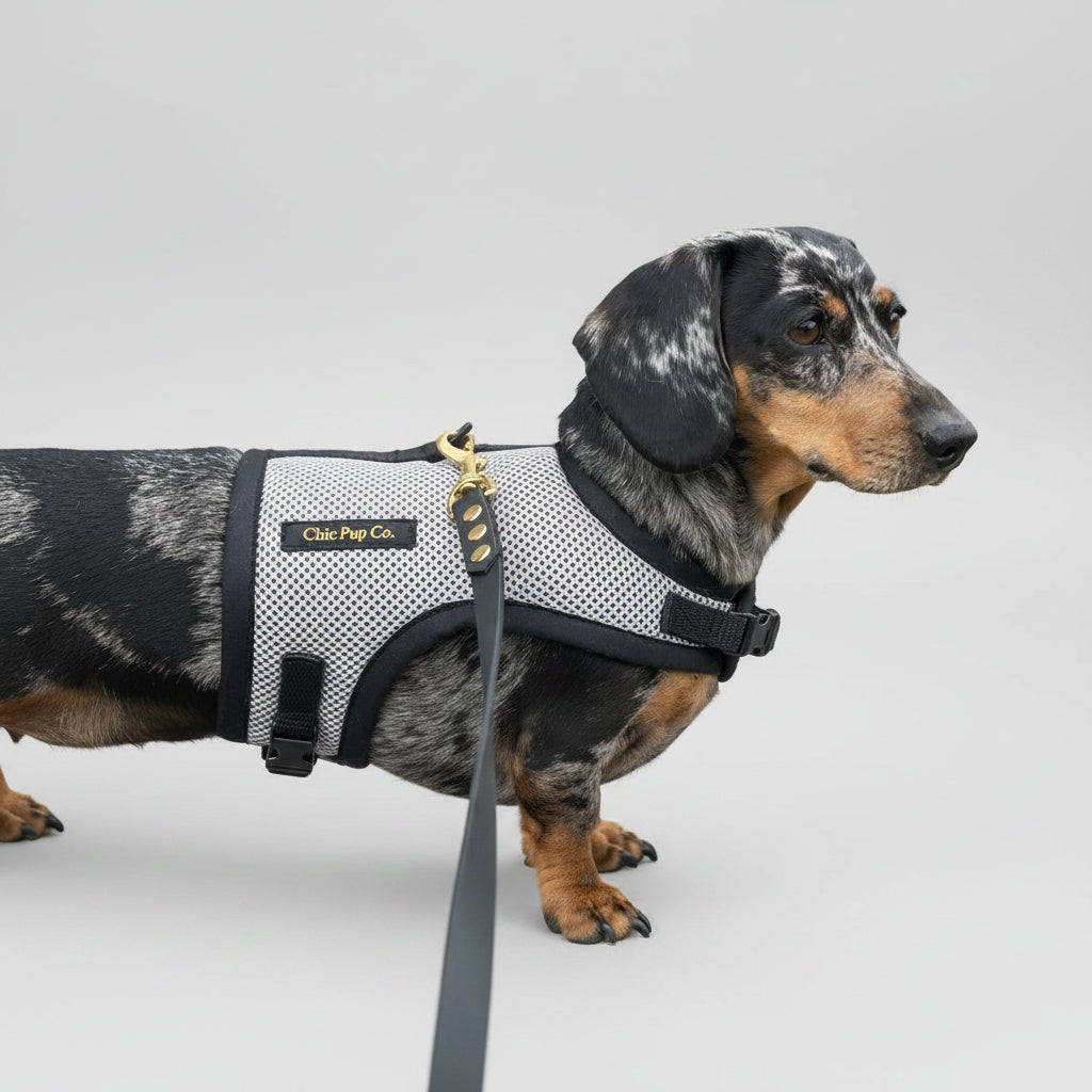 Small dog wearing a harness on a leash in front of a brick wall.