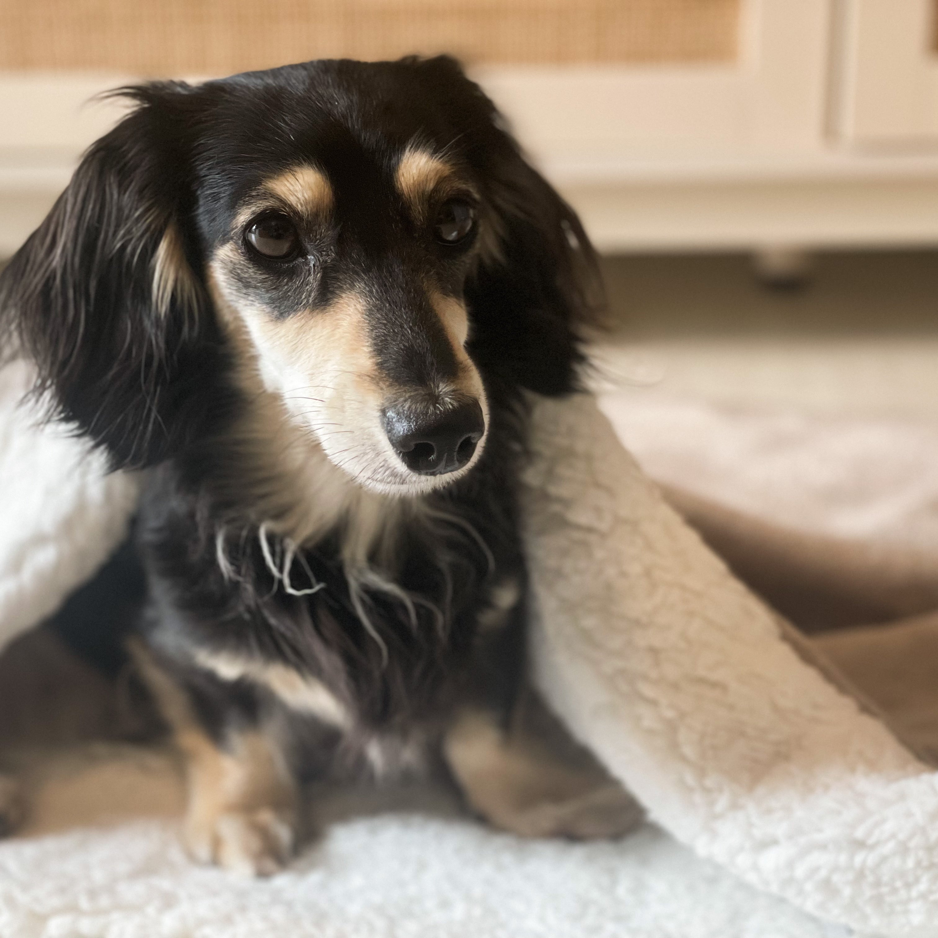 Dog lying on a soft surface with a blurred background