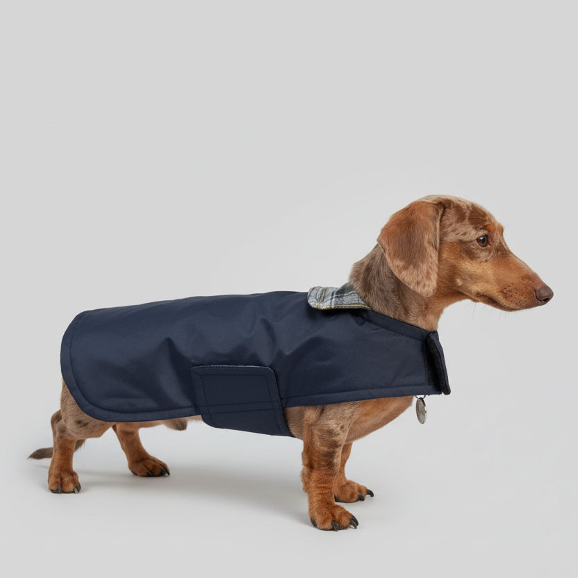 A dachshund dog wearing a black waxed coat with a plaid cotton collar, standing on a pavement with a park and trees in the background, and a puddle of water in the foreground.