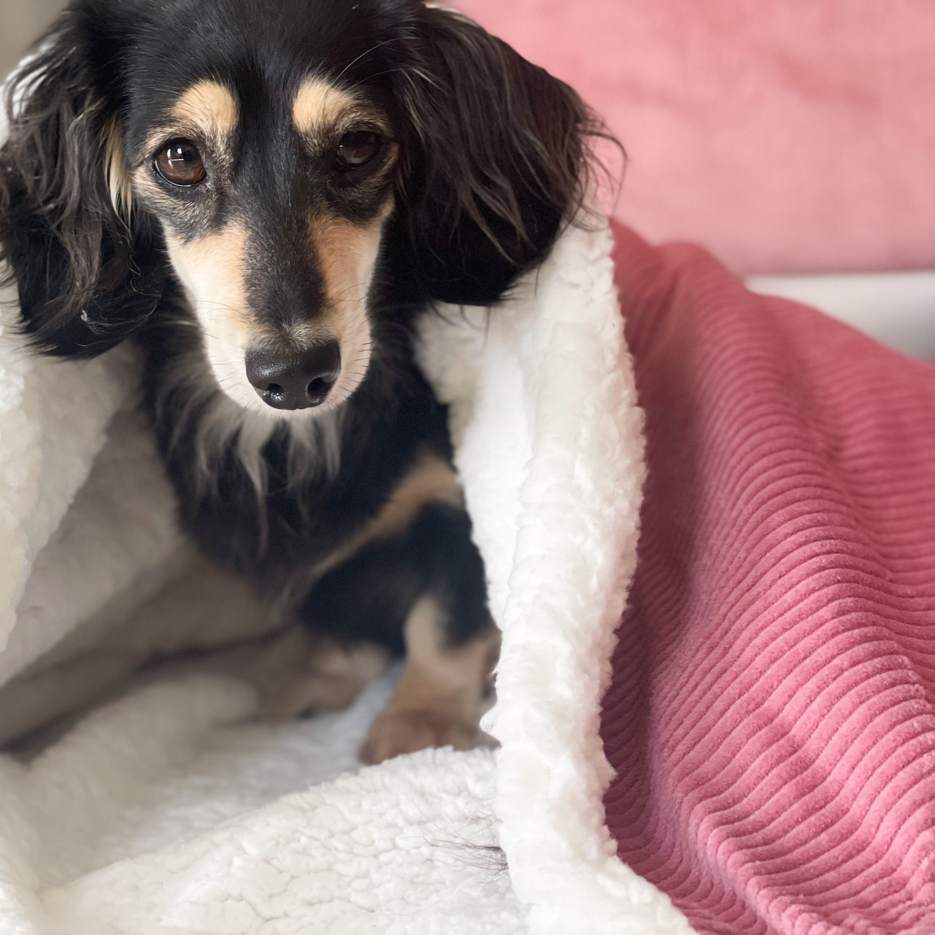 pink corduroy snuggle sack for dogs