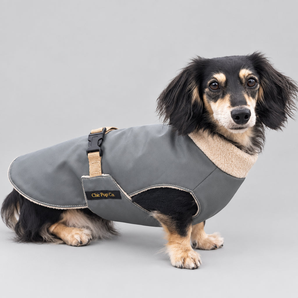 Small dog wearing a gray coat on a paved walkway with grass in the background