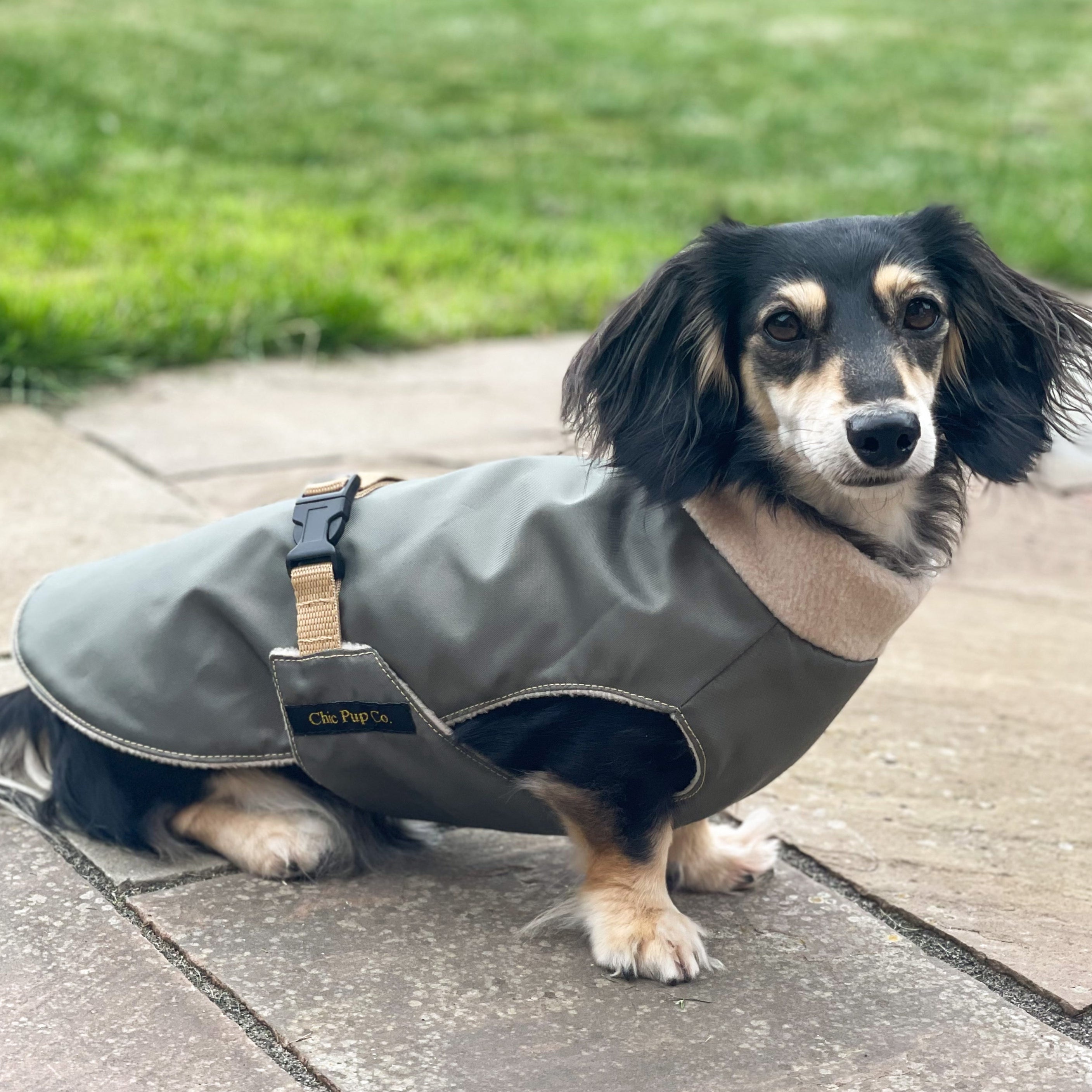 Small dog wearing a gray coat on a paved walkway with grass in the background