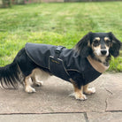 Dog wearing a black coat standing on a patio with a grassy area and wooden fence in the background.