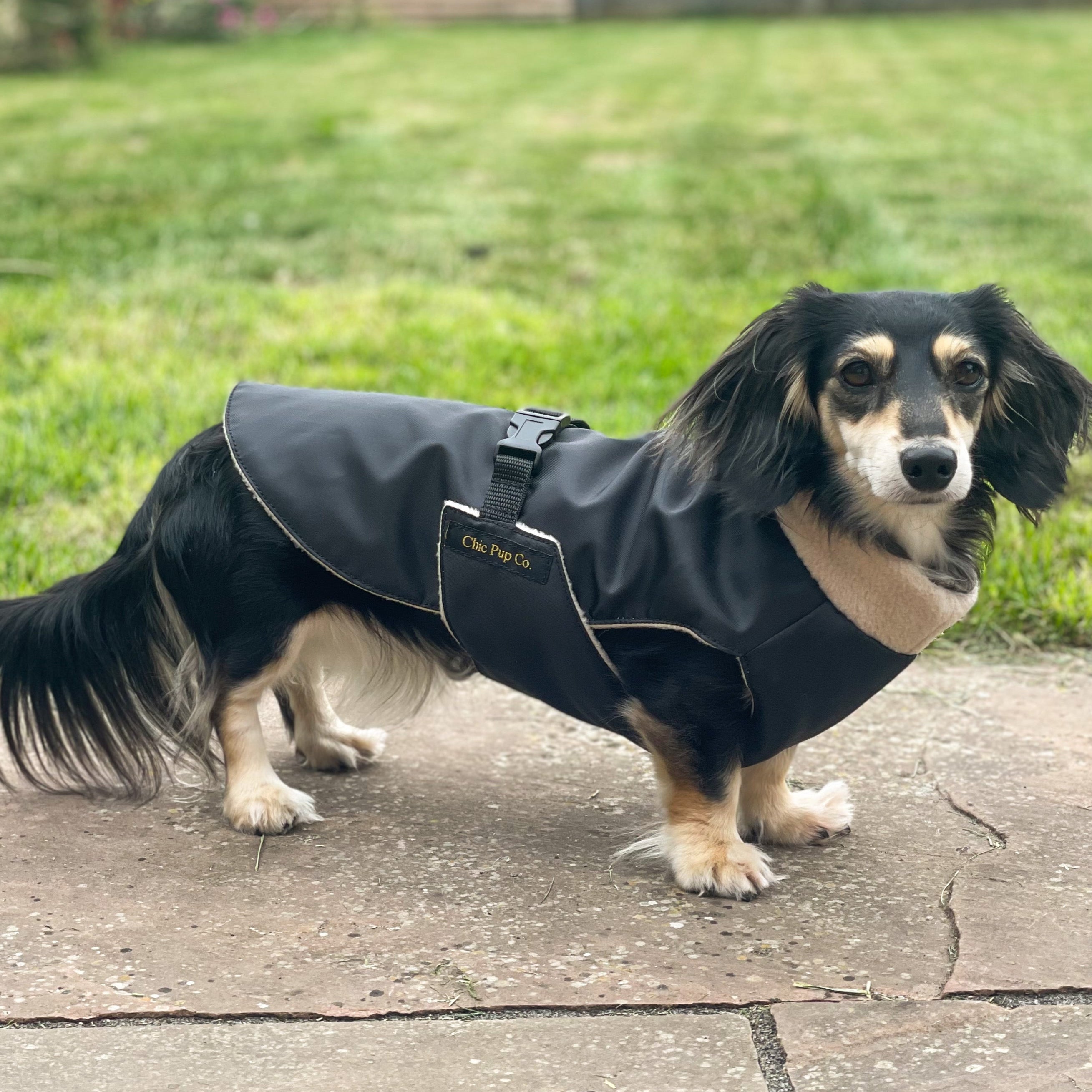 Dog wearing a black coat standing on a patio with a grassy area and wooden fence in the background.