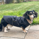Dog wearing a black coat standing on a patio with grass and flowers in the background