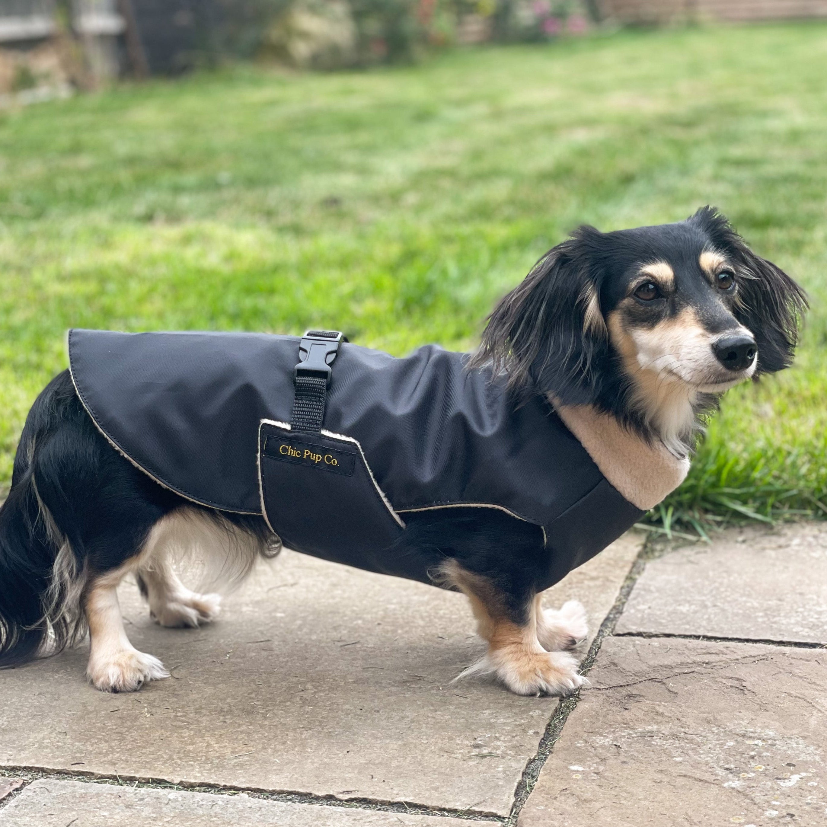Dog wearing a black coat standing on a patio with grass and flowers in the background