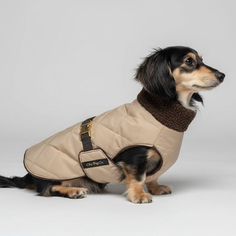 Small dog wearing a beige coat standing on a patio with grass in the background