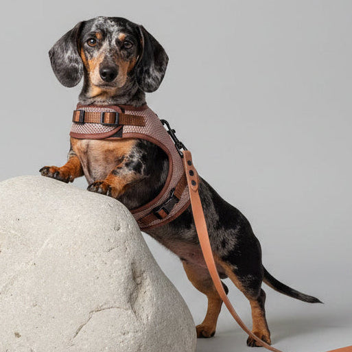 Small dachshund with a no rub harness and on a leash sitting on a rock in a park