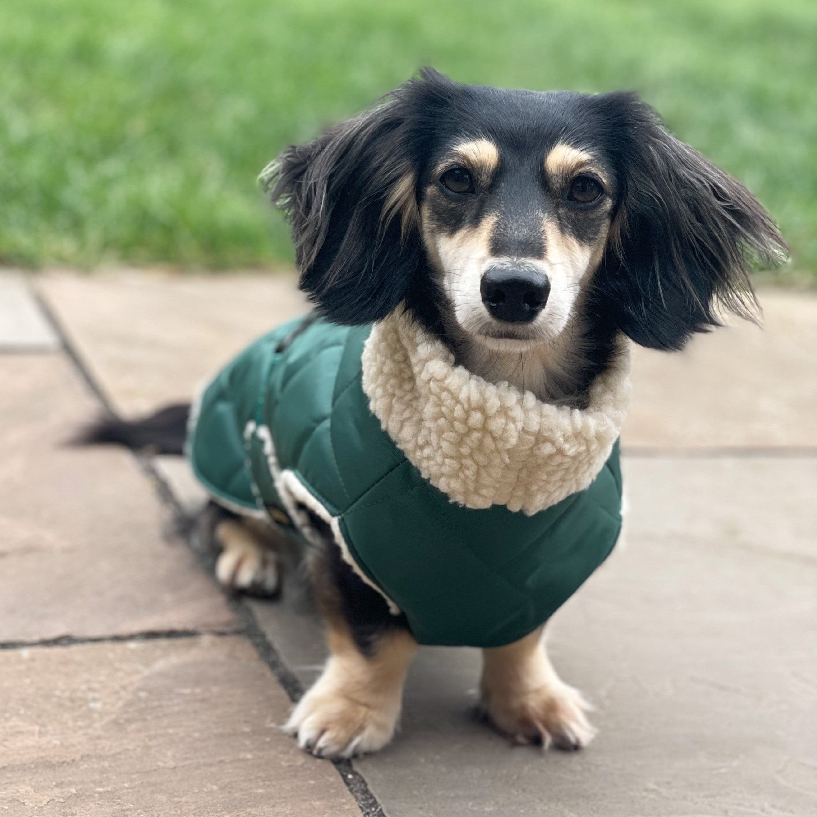 Dachshund Quilted Sherpa Dapper Coat