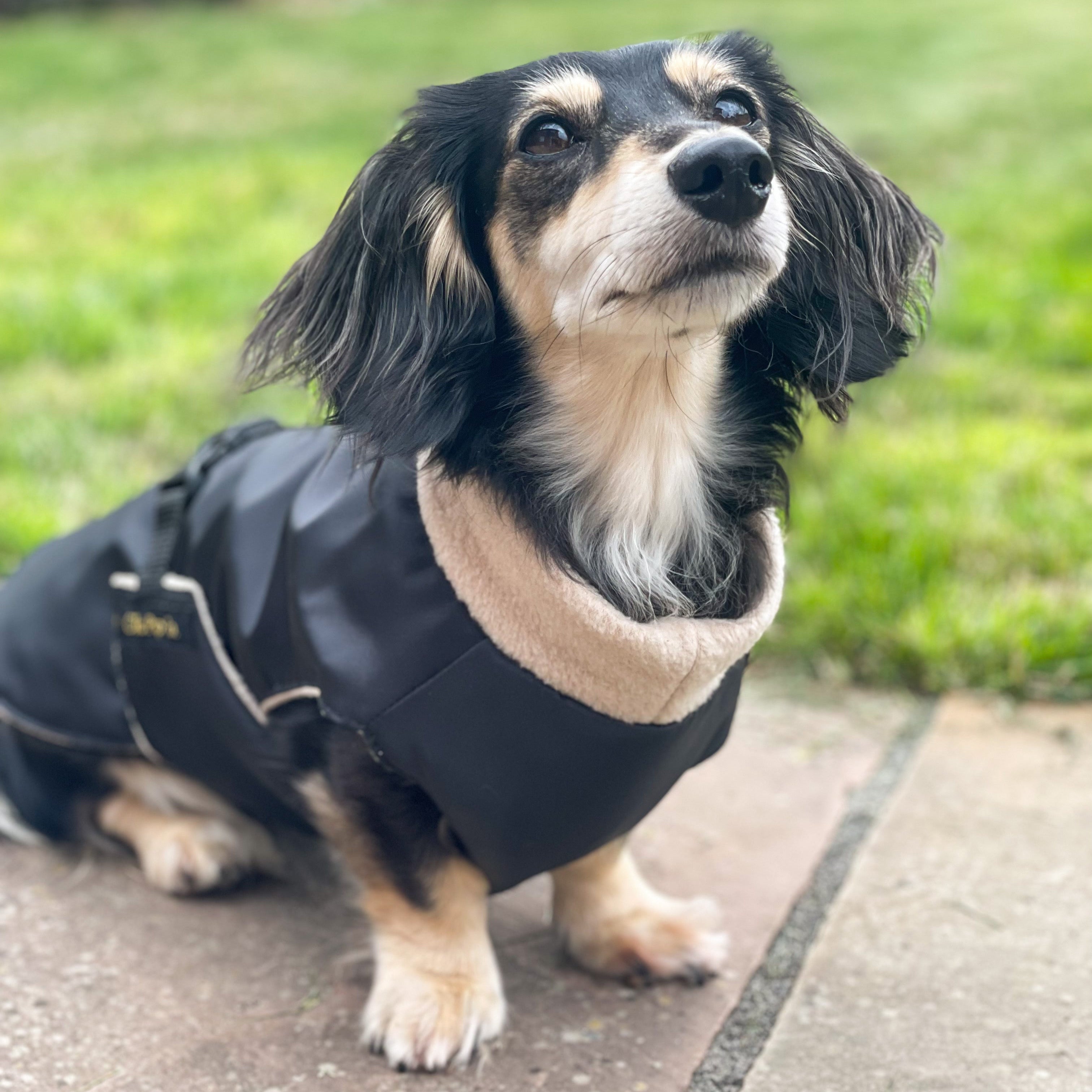 Dog wearing a black coat standing on a sidewalk with grass in the background