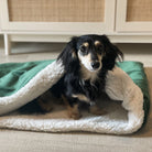 Dog lying on a green and white blanket in a room with wooden flooring and furniture.