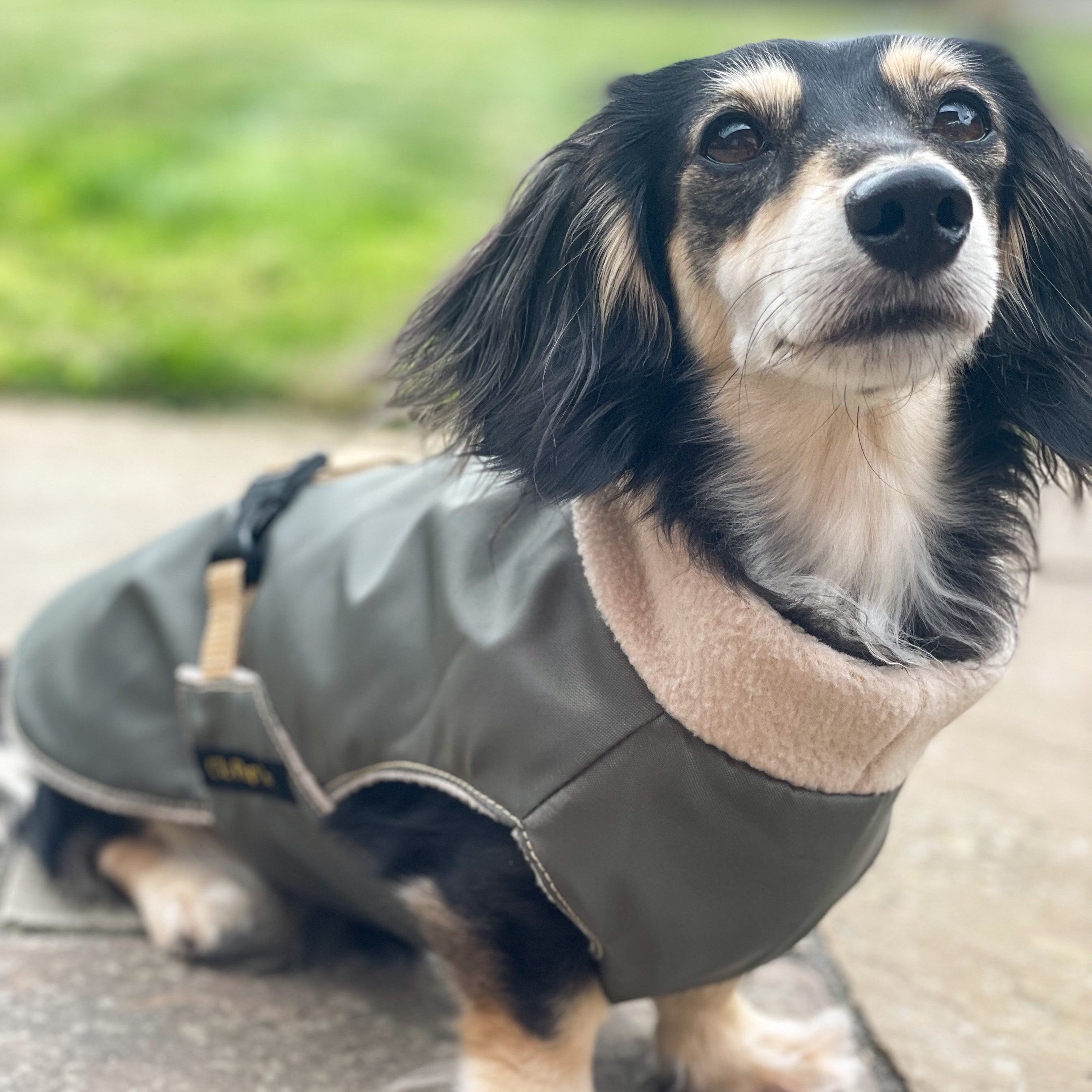 Dog wearing a green coat standing on a sidewalk with grass in the background