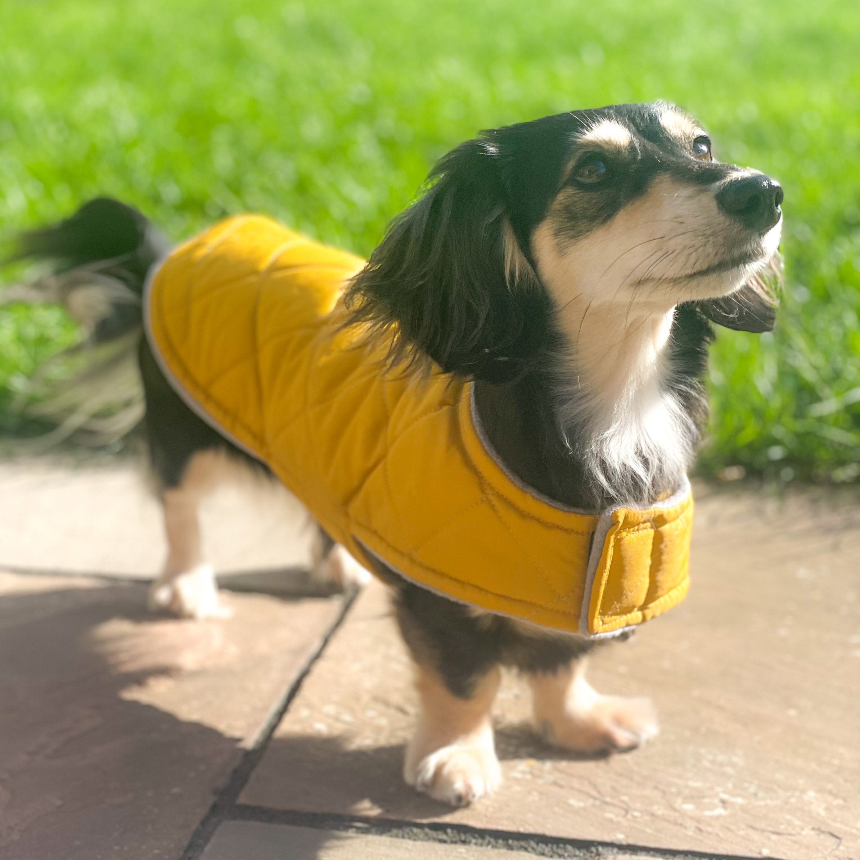 Dachshund Puffer Coat