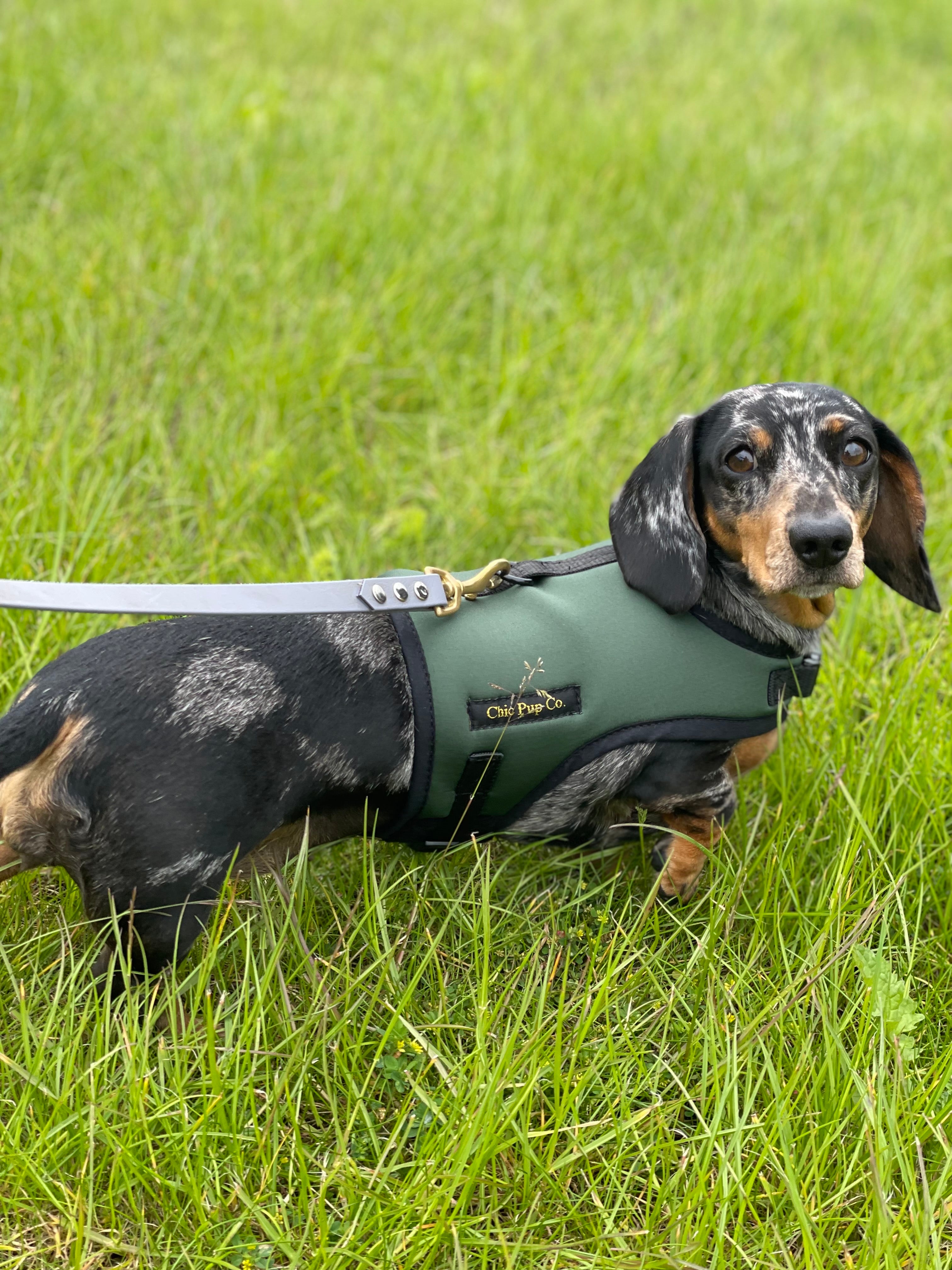 Custom dachshund harnesses best sale