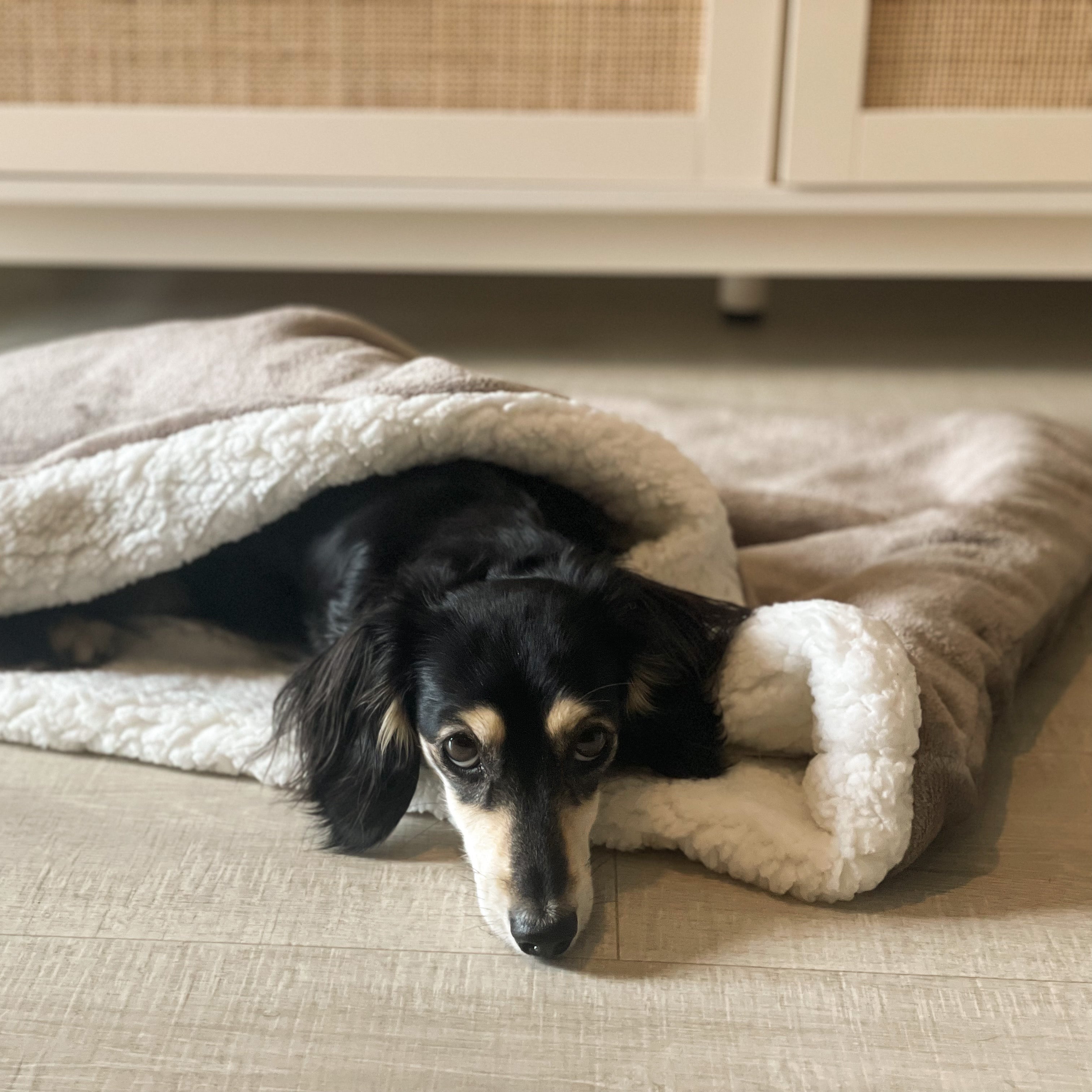 Dog lying on a fluffy blanket on a wooden floor with a cabinet in the background