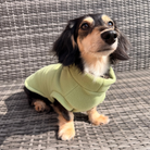 Small dog wearing a green sweater sitting on a wicker chair.