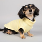 Dog wearing a yellow sweater on a gray background
