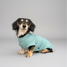 Dog wearing a light blue sweater sitting on a wicker chair.