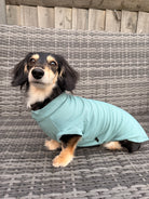 Small dog wearing a light blue sweater standing on a woven surface.