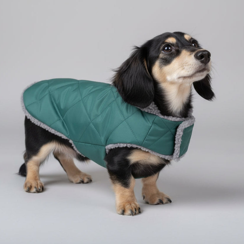Dog wearing a teal quilted coat standing on a stone pavement.