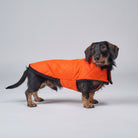 Dachshund wearing an orange coat standing on a path with leaves