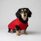 A dachshund wearing a bright red dog sweater sits on a concrete patio in a backyard with grass, a wooden fence, and a covered object in the background.