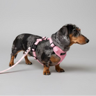 Dachshund wearing a pink harness on a leash outdoors