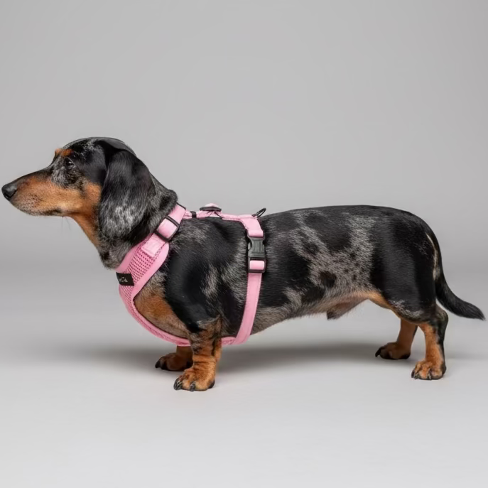 Dachshund wearing a pink harness standing on a concrete floor next to a brick wall.