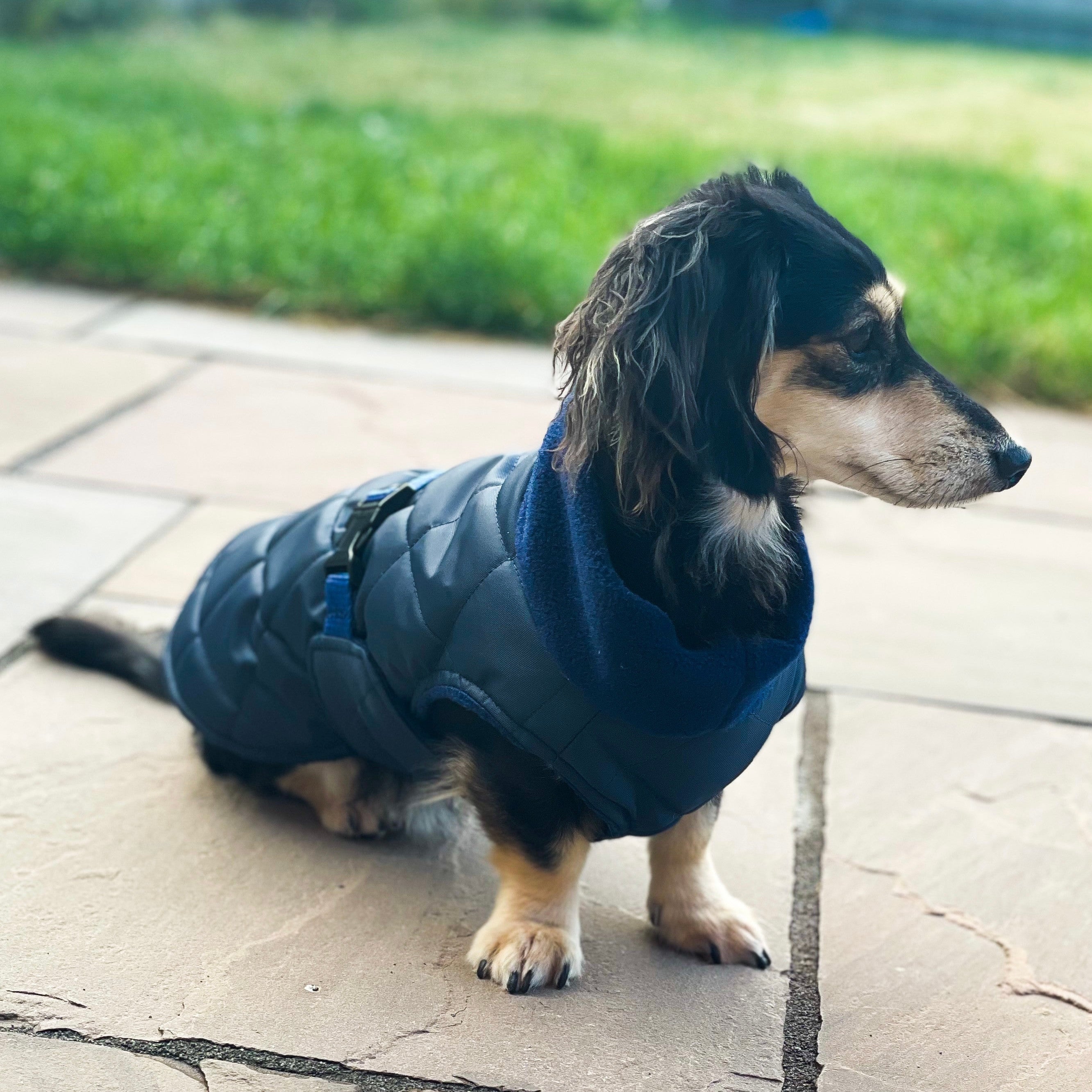 Dog wearing a blue dachshund puffer coat standing on a stone path with grass in the background