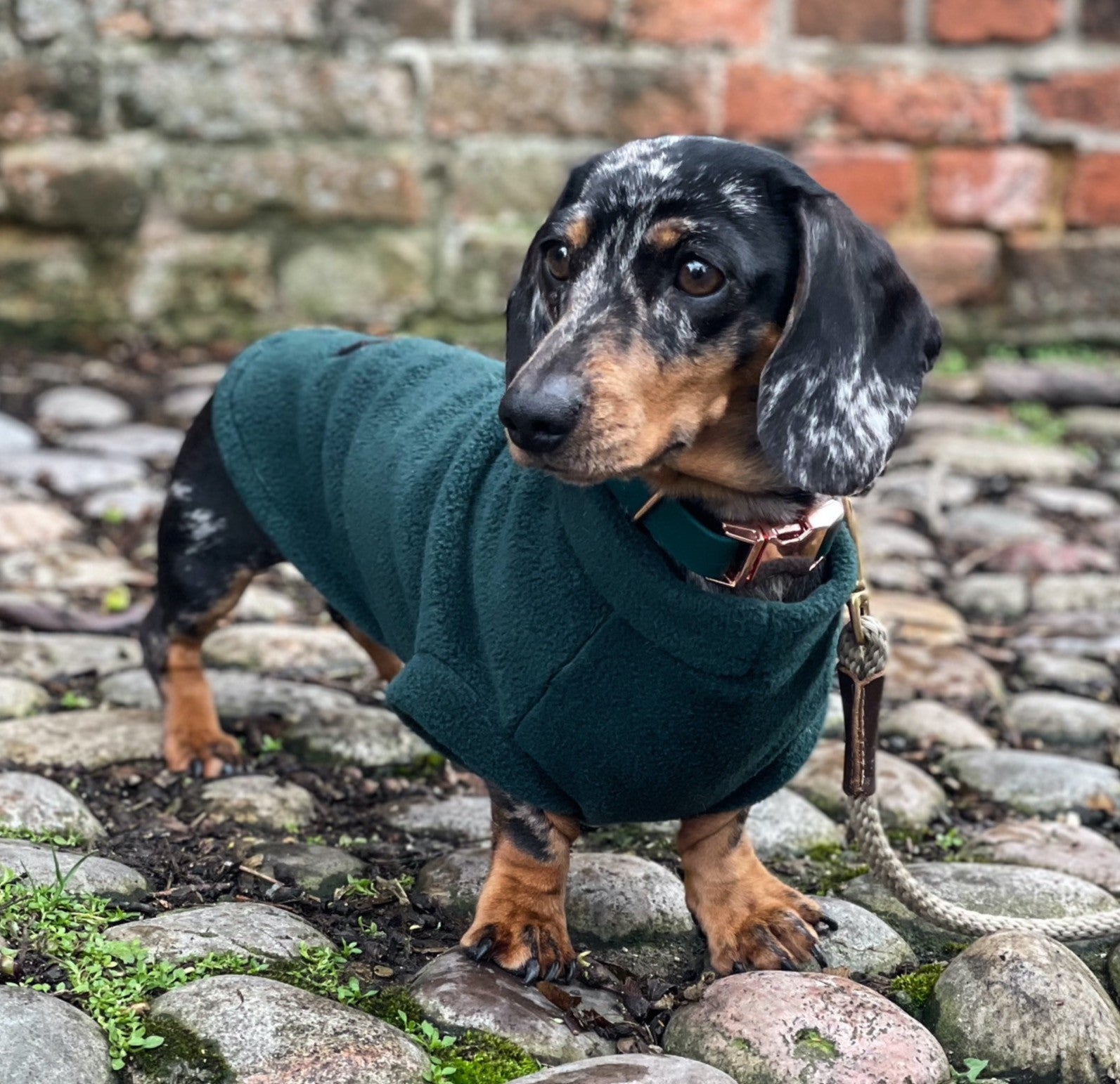 Equafleece for dachshunds best sale