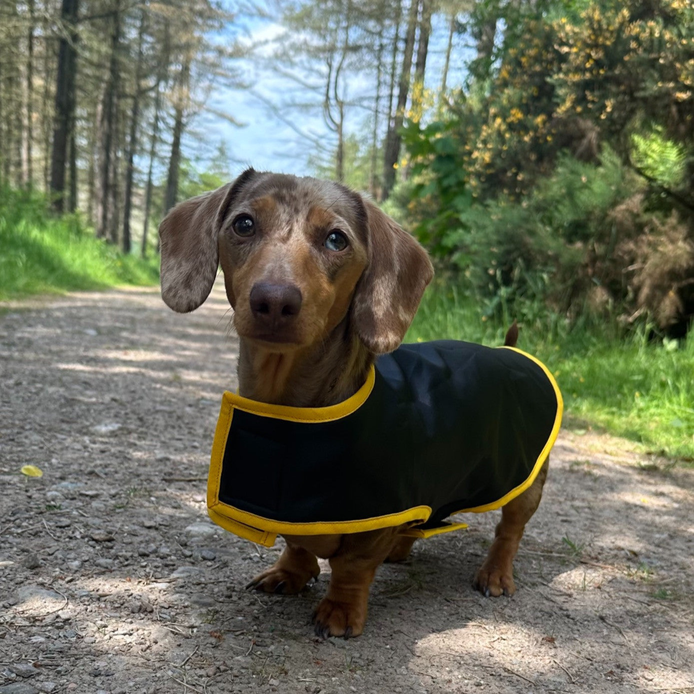 Raincoat for sausage dog best sale