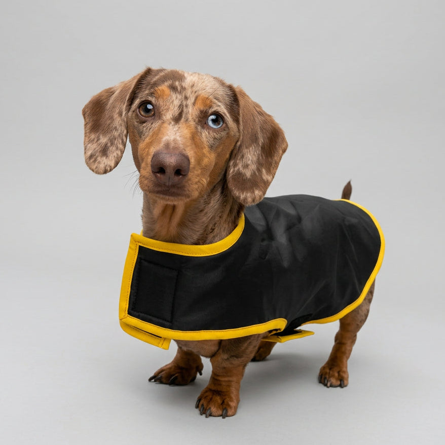 A dachshund wearing a black raincoat with a yellow trim, standing on a pathway in a wooded area.